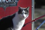 20050204_Kitty Kat_023